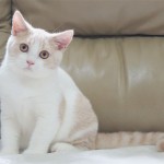 英國短毛貓 英短 British Shorthair